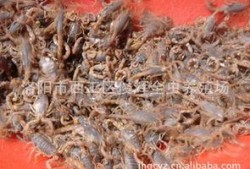 小蝎子大爆料最新,小蝎子大爆料，明星幕后真相大曝光！